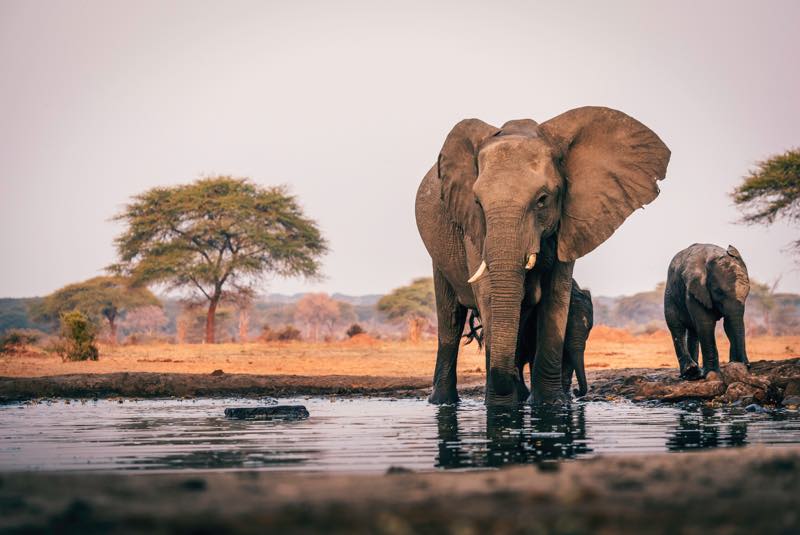 Elefanten in Südafrika